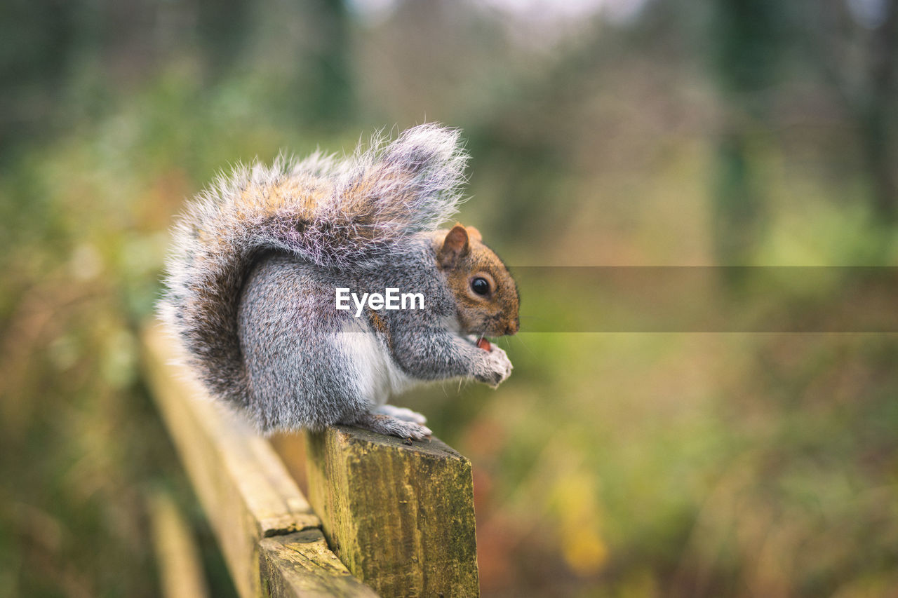 SQUIRREL ON WOODEN POST