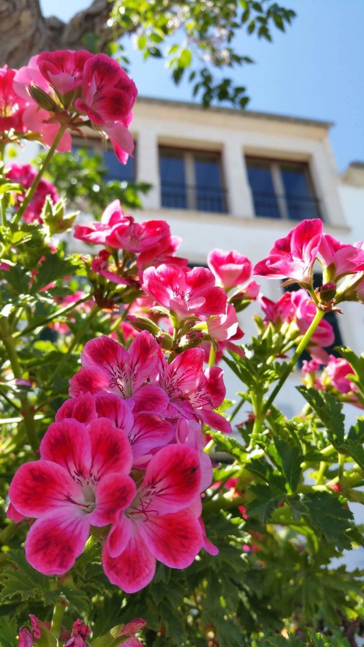 LOW ANGLE VIEW OF PINK FLOWERS AGAINST BUILT STRUCTURE