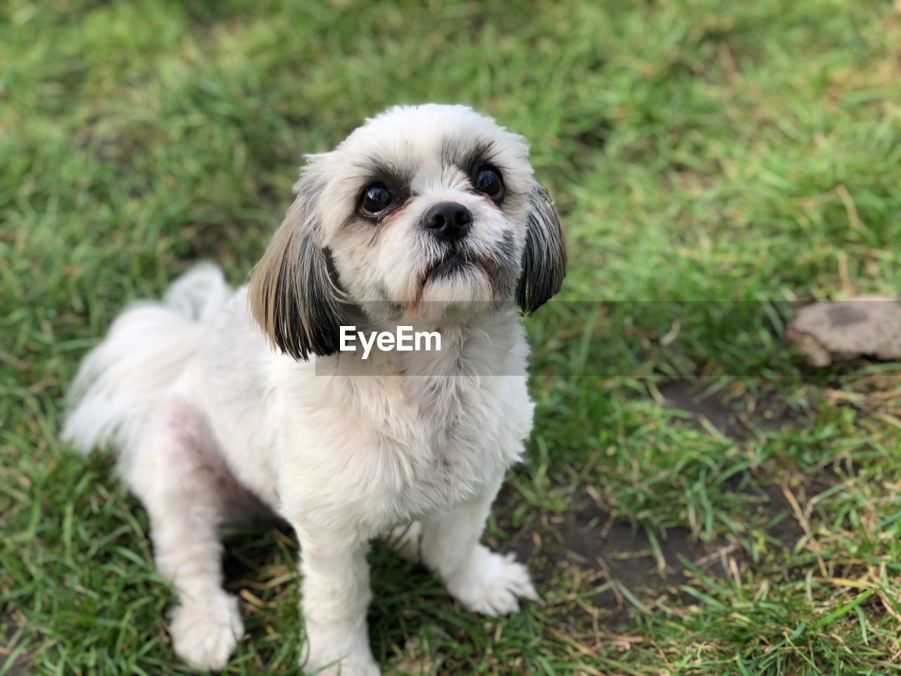 Portrait of dog relaxing on field