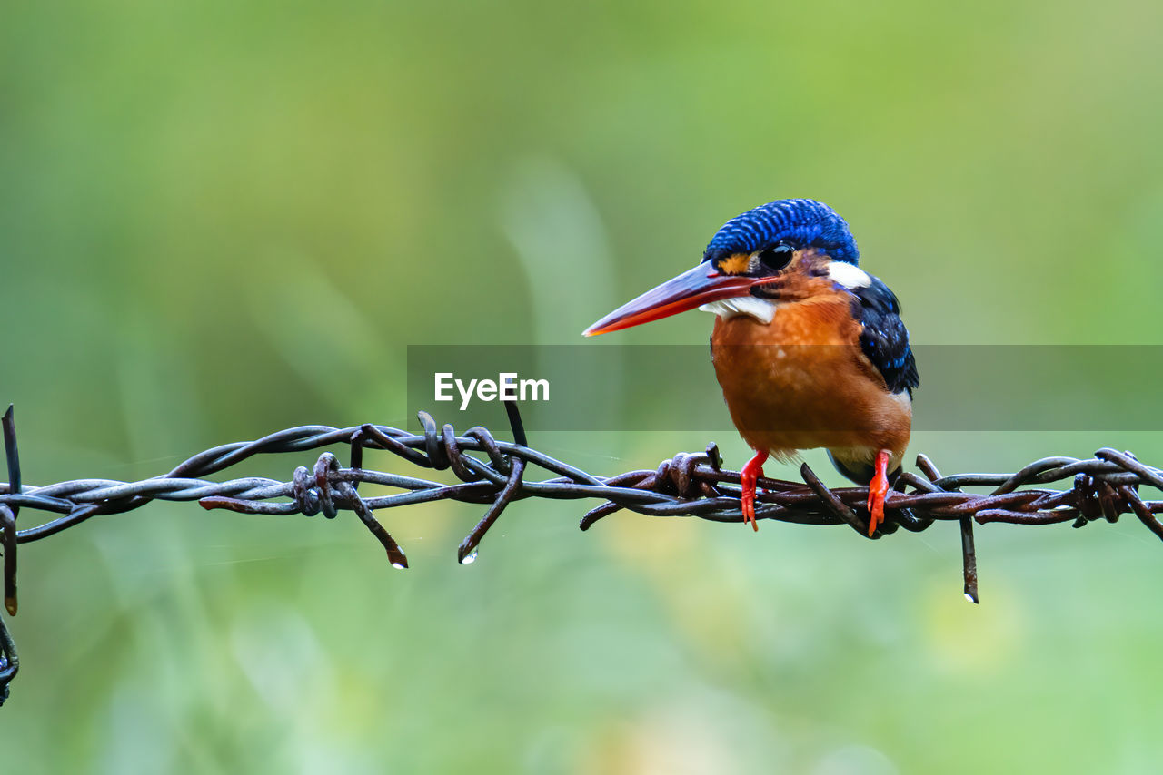 CLOSE-UP OF BIRD PERCHING ON PLANT