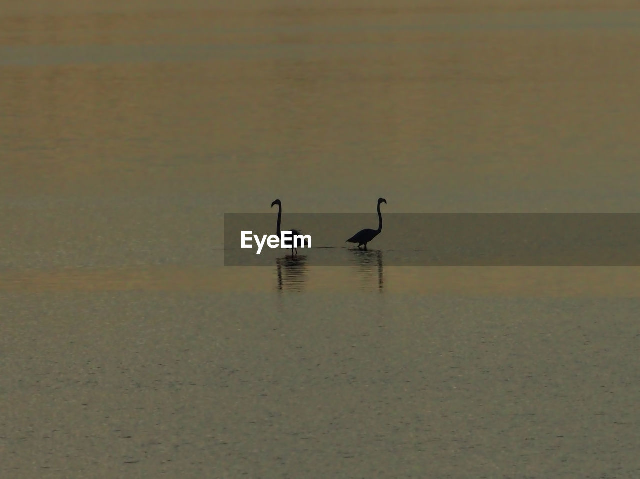 DUCKS SWIMMING ON LAKE