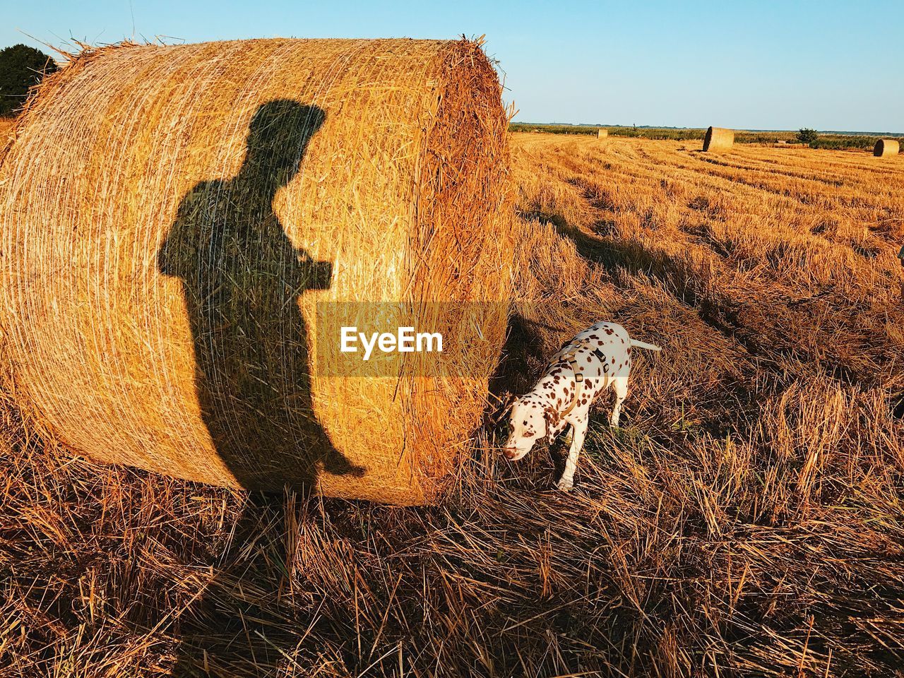 SHADOW OF PERSON ON FIELD