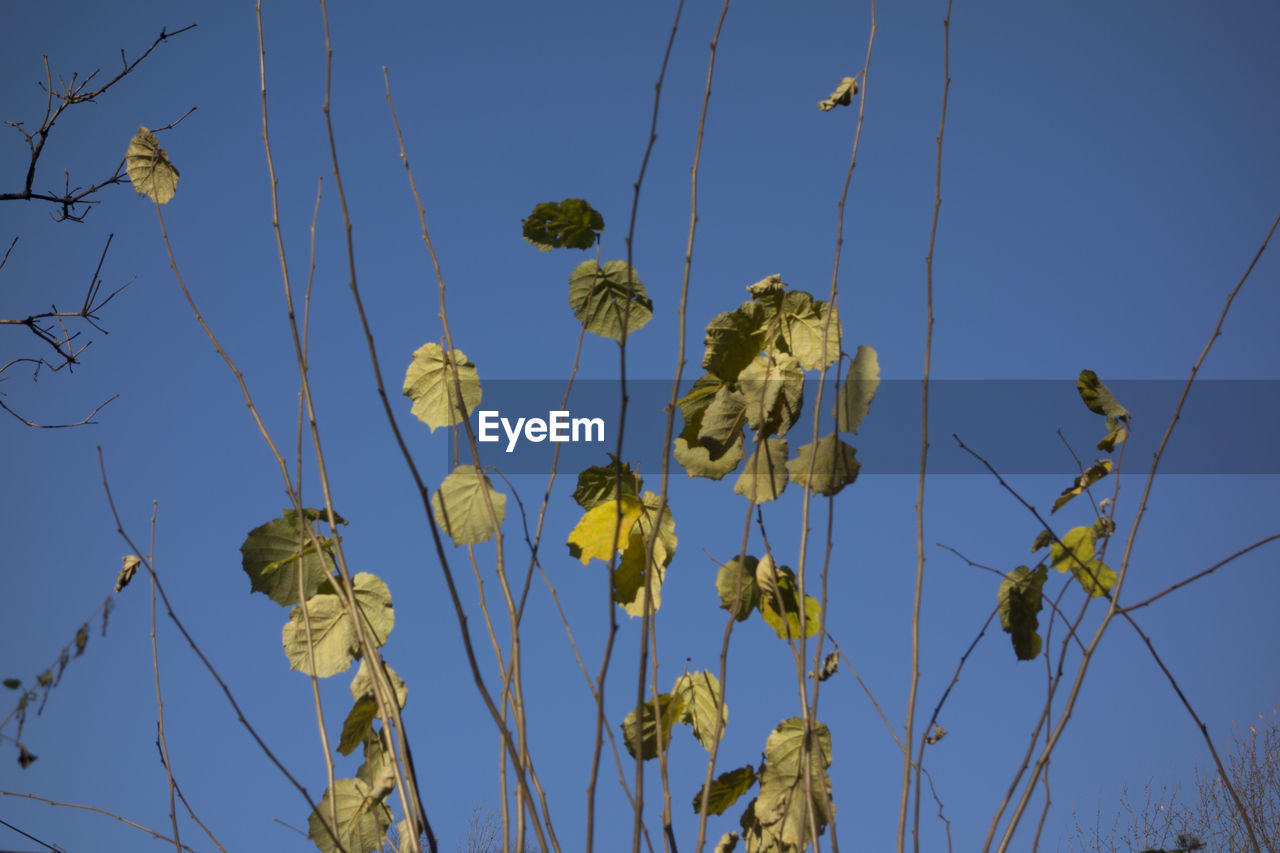 LOW ANGLE VIEW OF FLOWERING PLANTS AGAINST CLEAR SKY