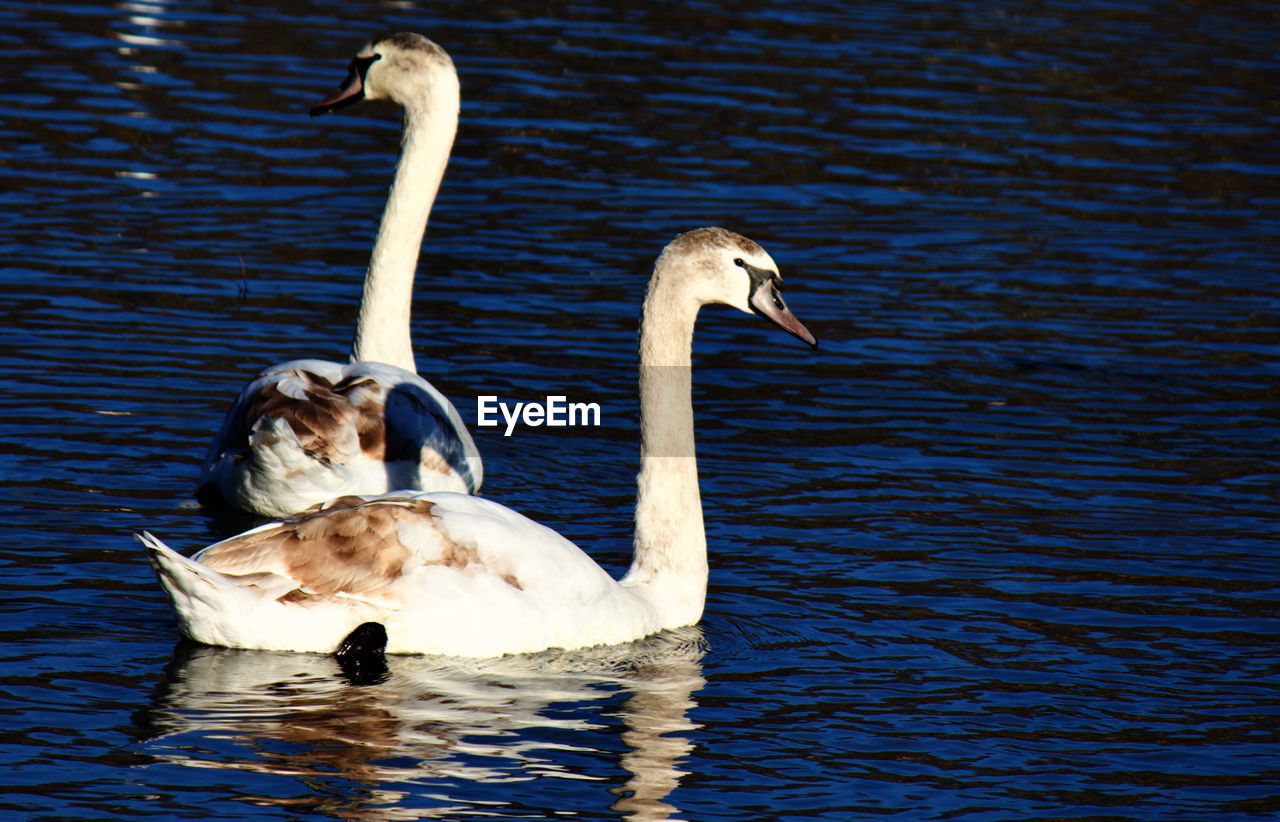 SWANS SWIMMING IN A LAKE