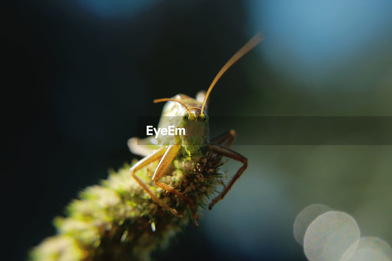 Close-up of grasshopper on plant