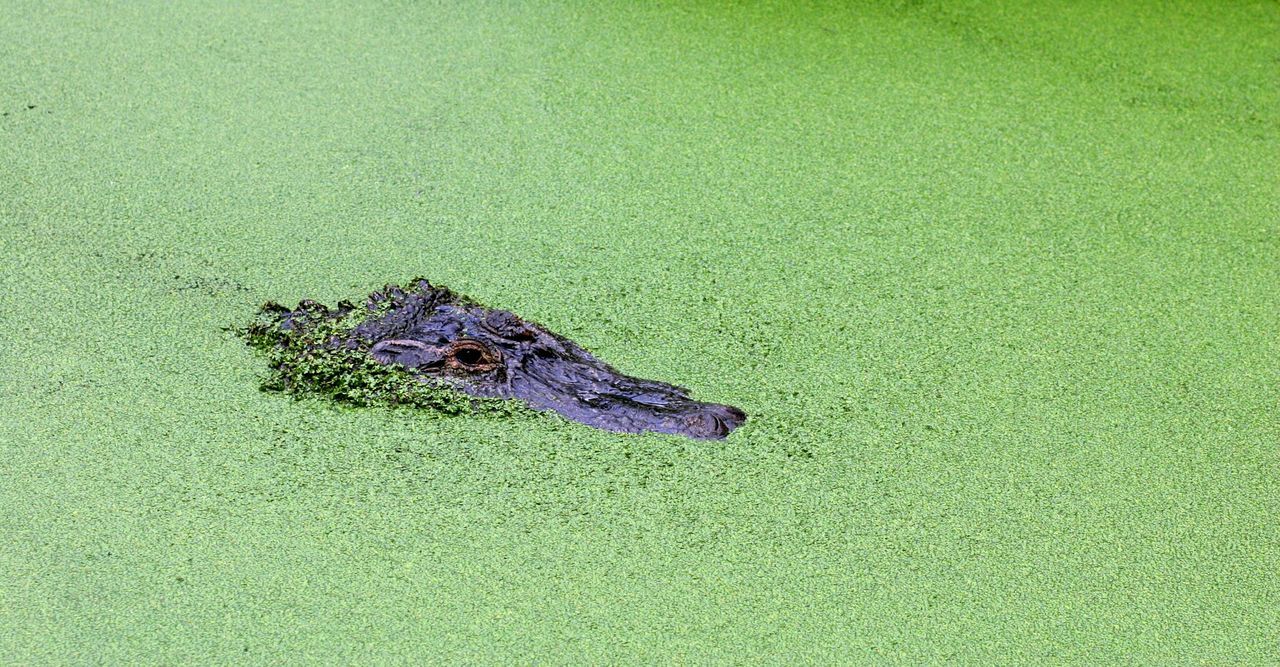 High angle view of crocodile swimming in swamp