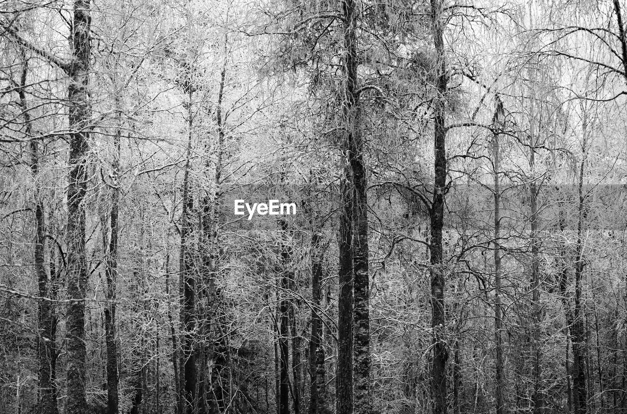 full frame shot of trees in forest