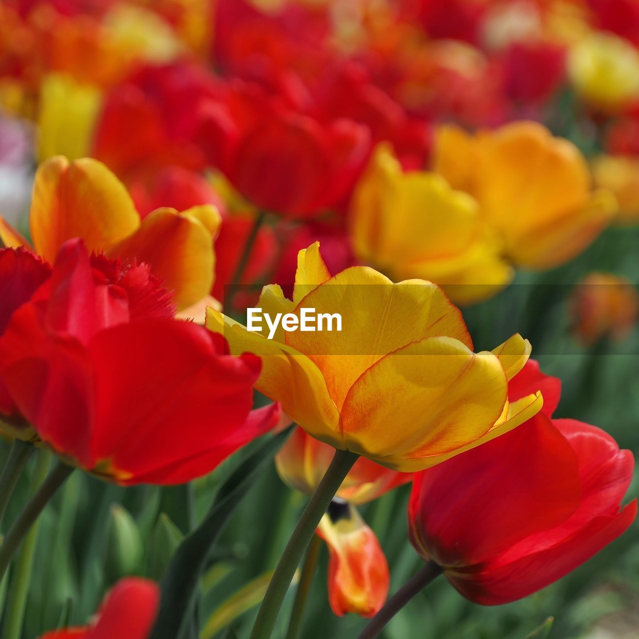 CLOSE-UP OF YELLOW TULIPS