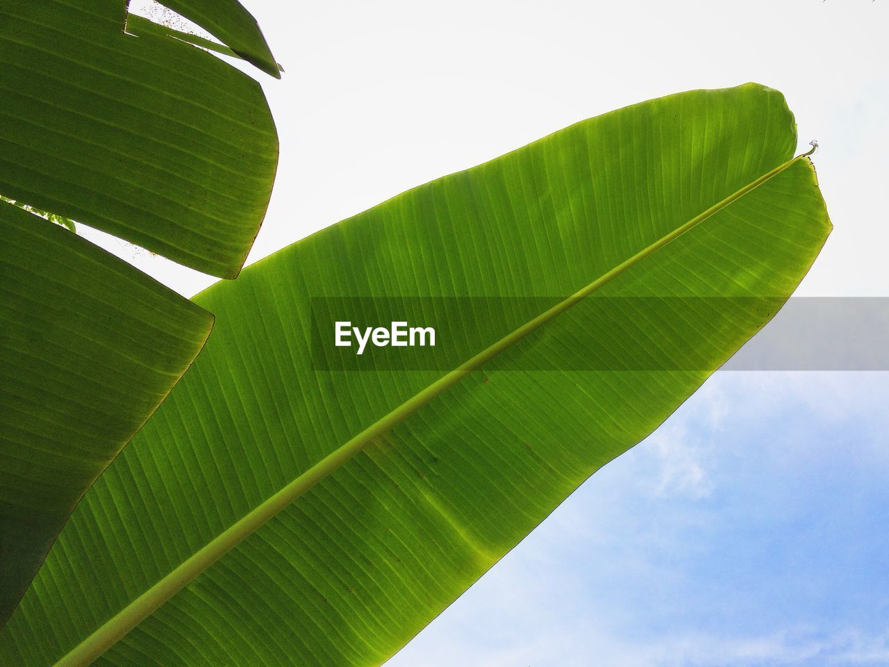 Low angle view of banana tree leaves against cloudy sky