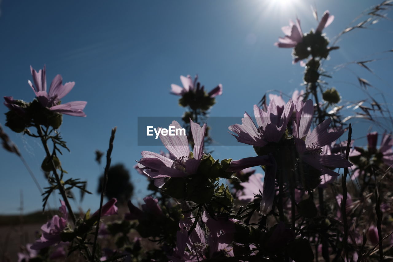 Low angle view of pink flowers blooming against sky
