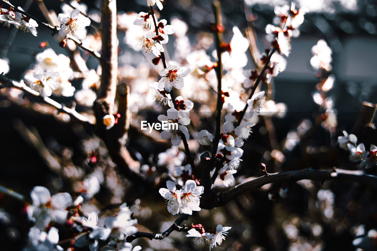 Close-up of cherry blossoms in spring