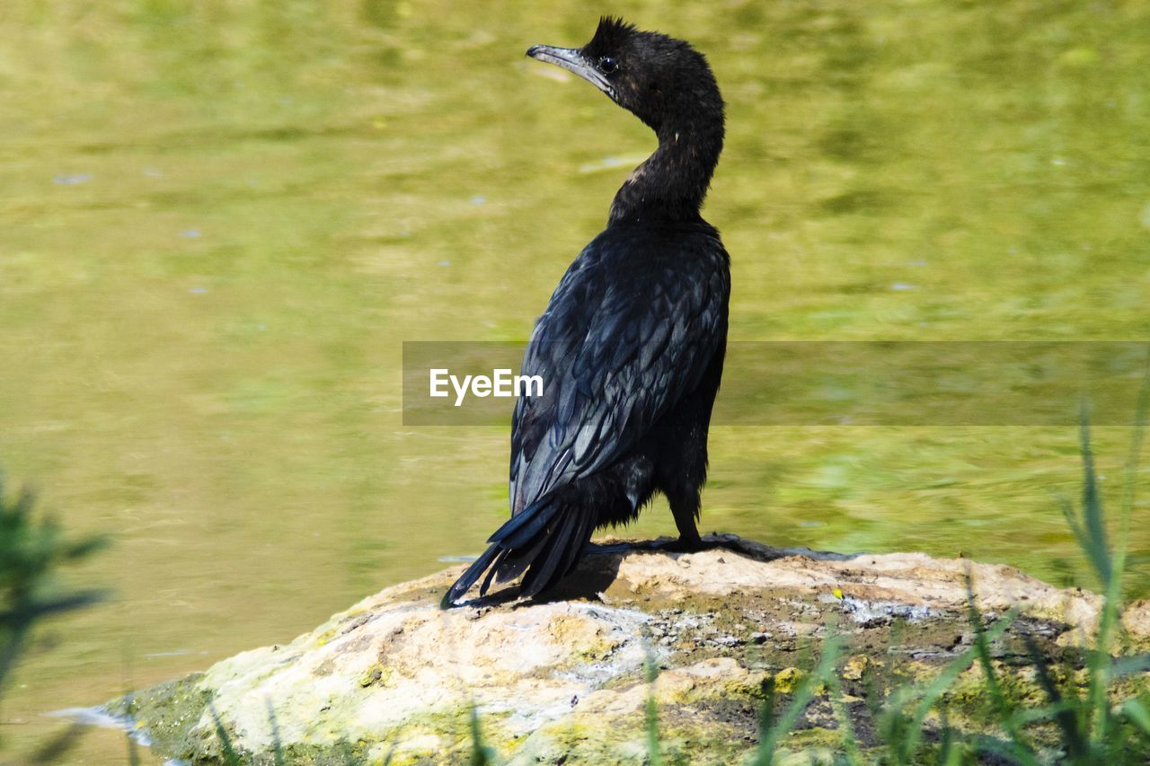 A young cormorant drying he's feathers after a dive 