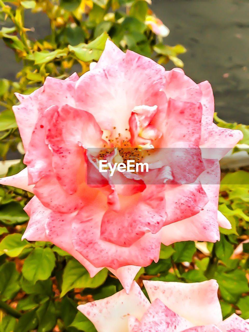 CLOSE-UP OF PINK FLOWER BLOOMING OUTDOORS