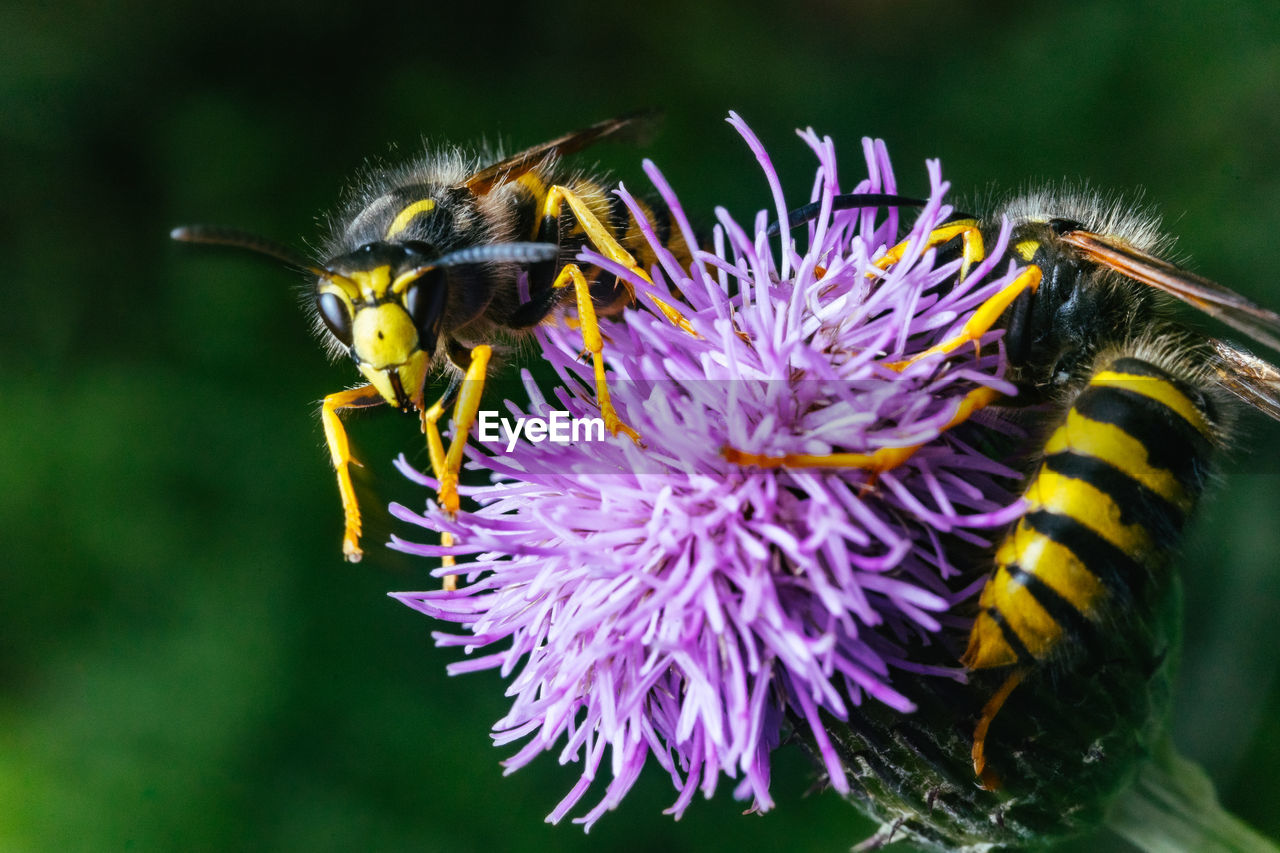 Two wasps circling a purple flower
