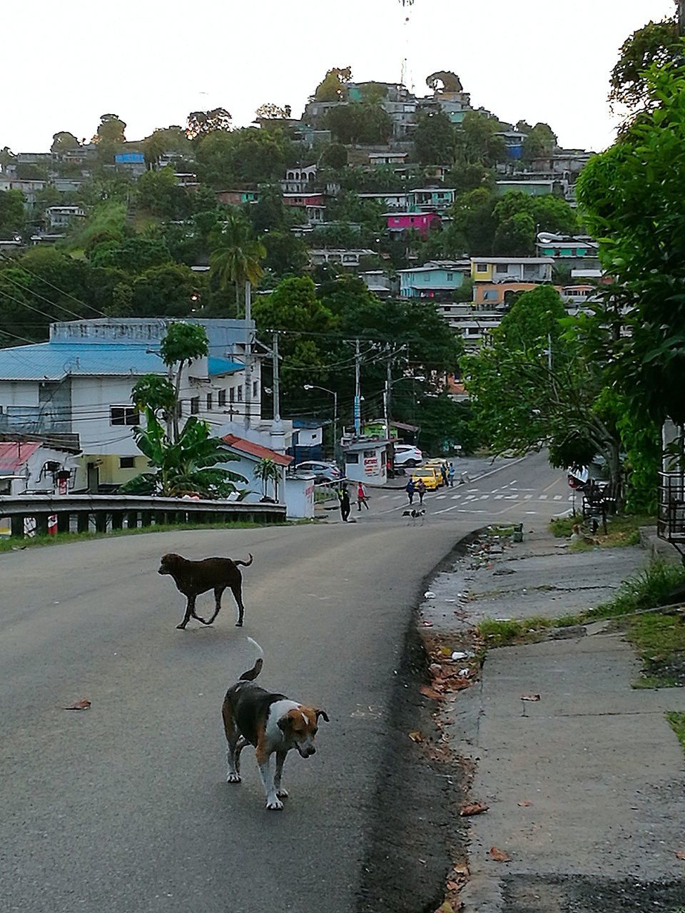 HORSES IN STREET IN CITY