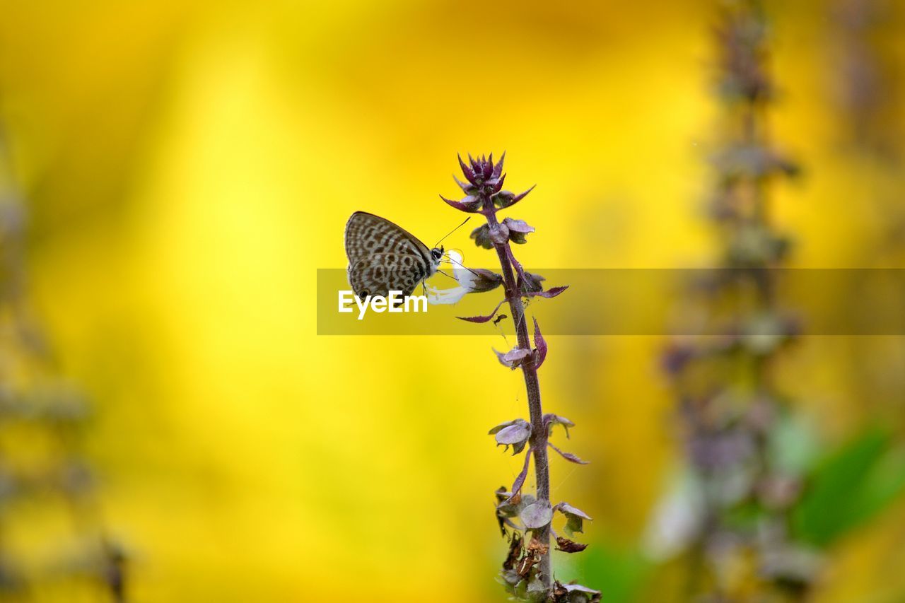 Butterfly on flower blooming outdoors