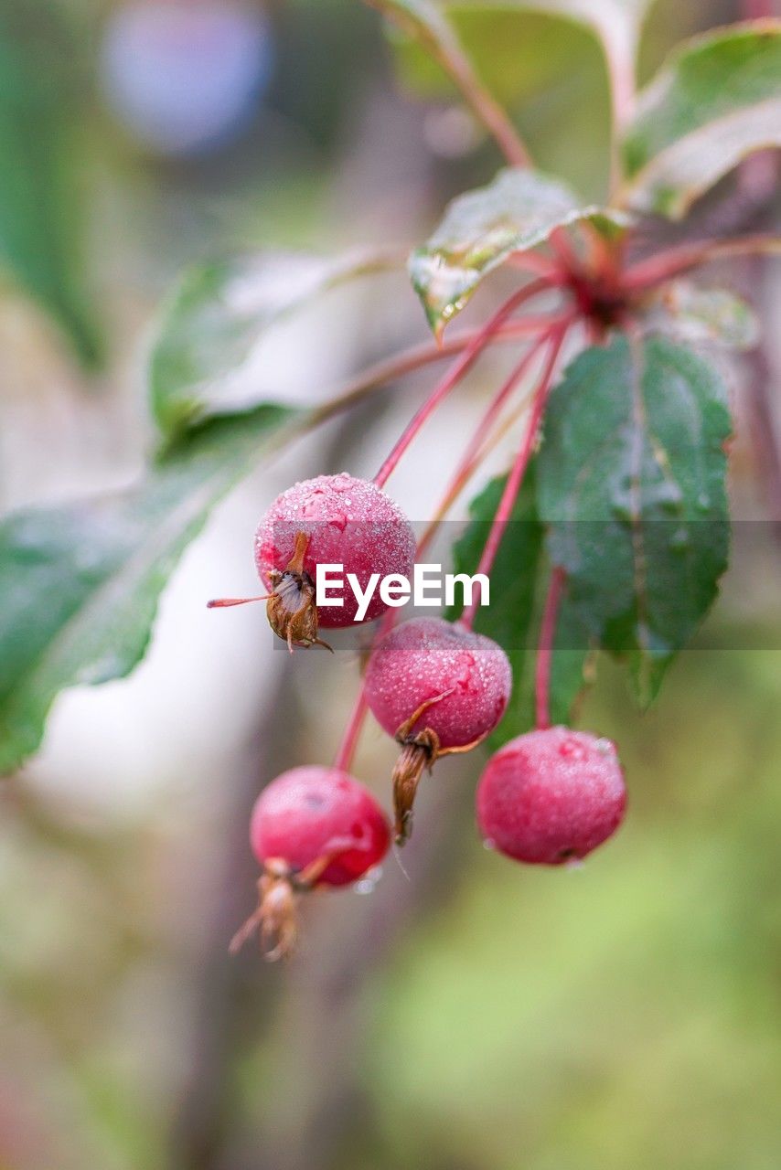 fruit, food and drink, food, plant, healthy eating, blossom, freshness, close-up, nature, tree, growth, branch, leaf, plant part, no people, flower, produce, berry, beauty in nature, focus on foreground, outdoors, wellbeing, selective focus, day, red, macro photography, ripe, shrub, agriculture, pink