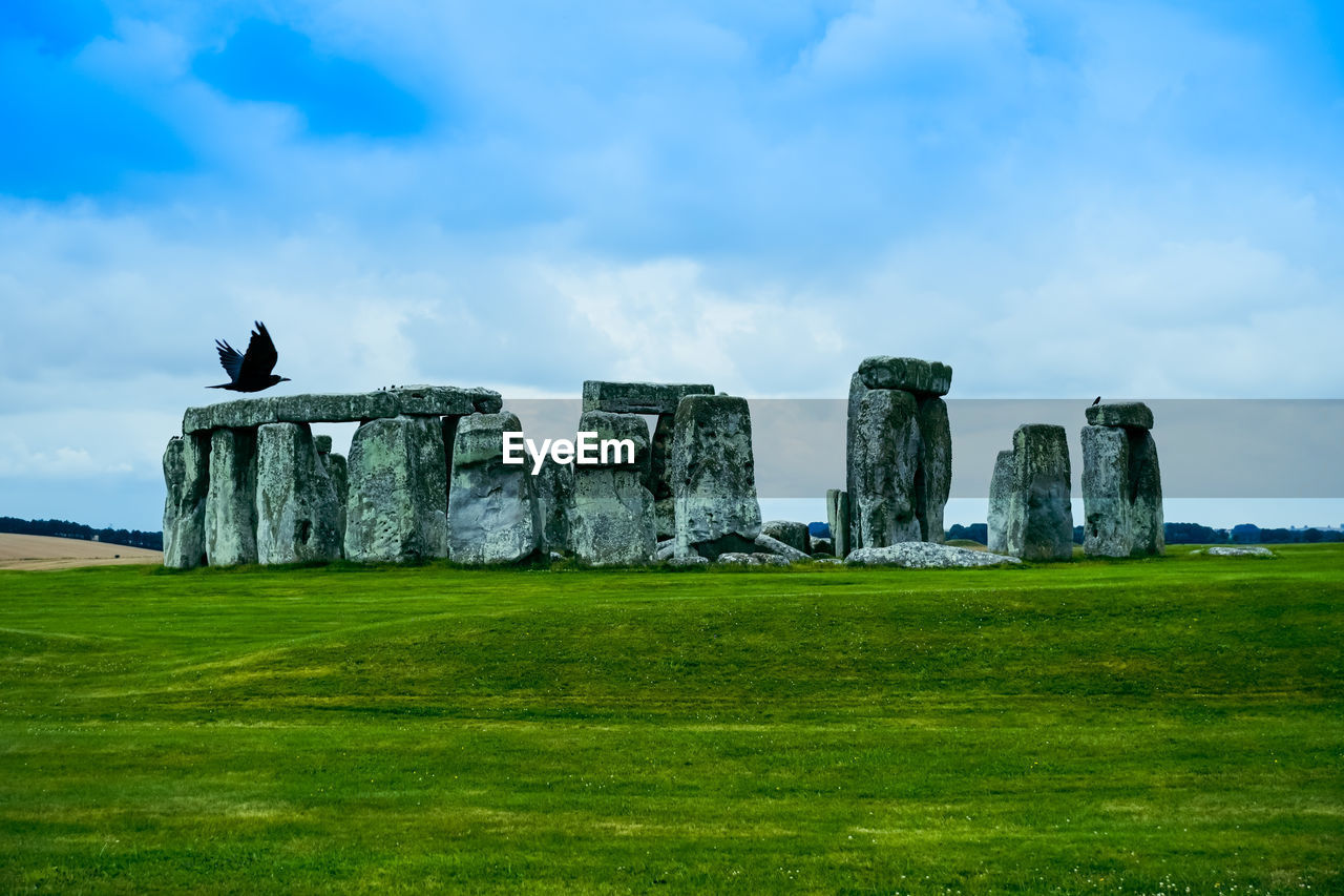 View of birds on grassy field against sky