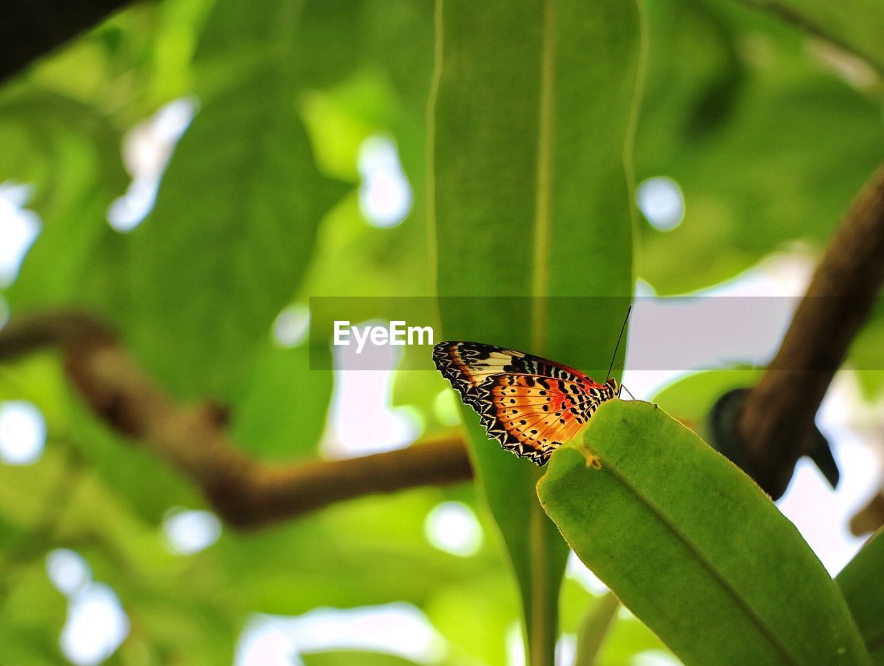 BUTTERFLY ON LEAF