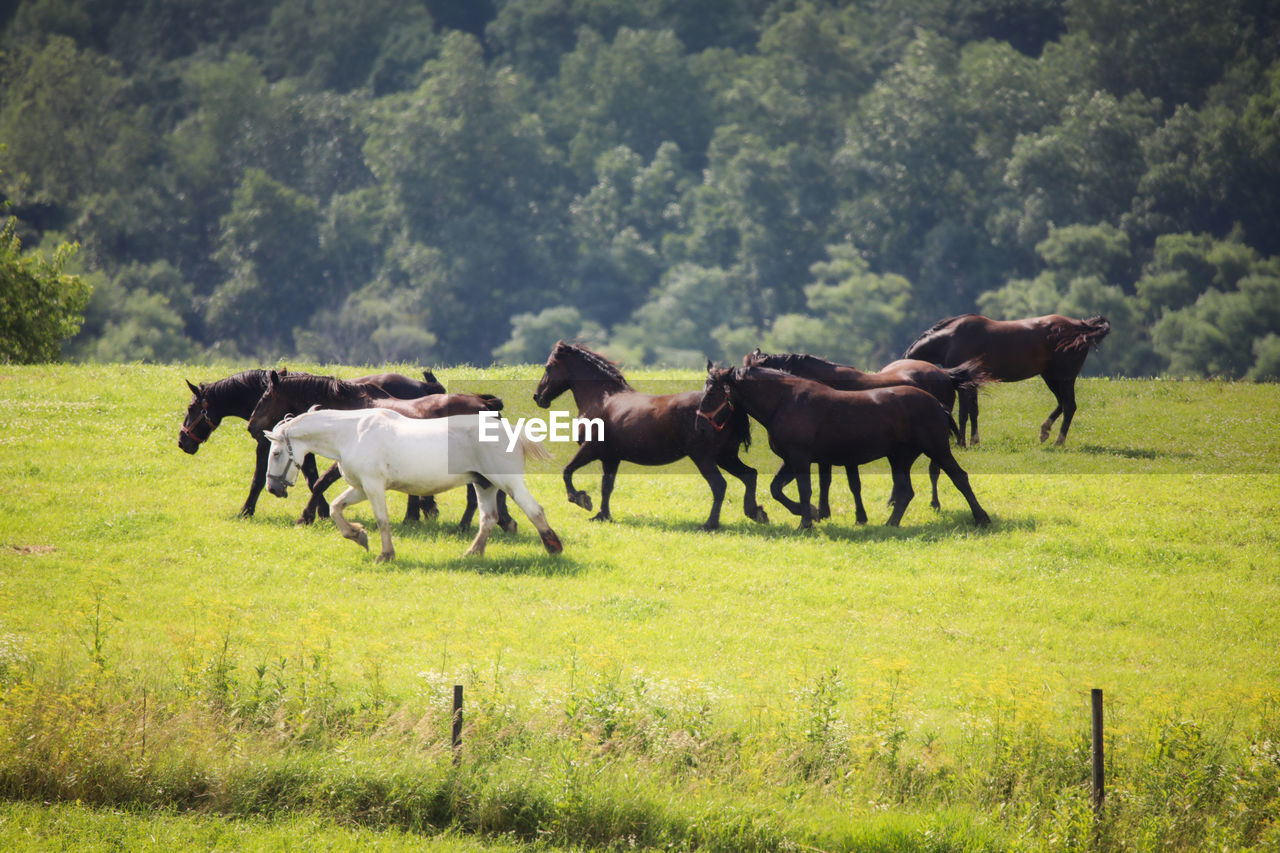 Horses in a field