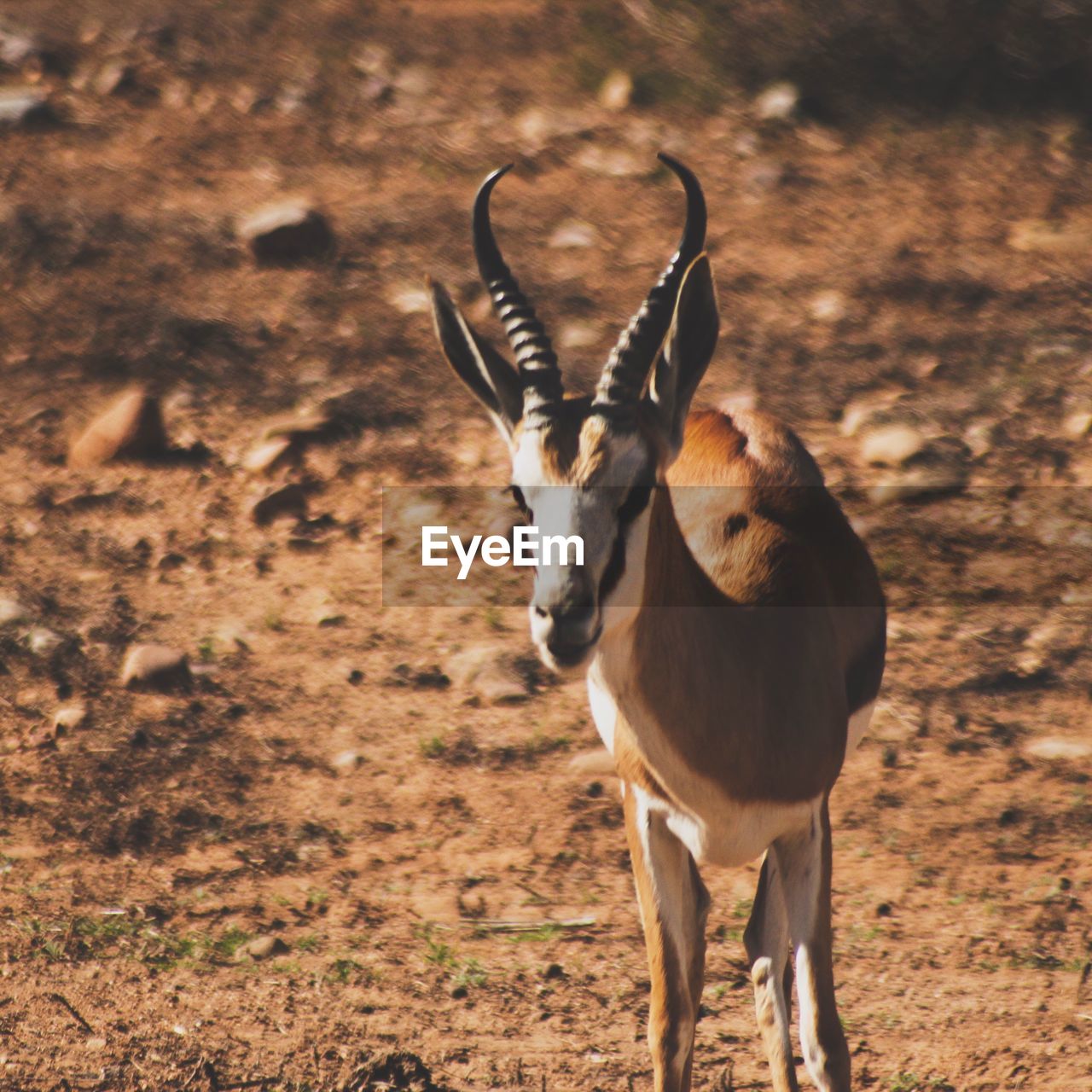 Antelope standing on field