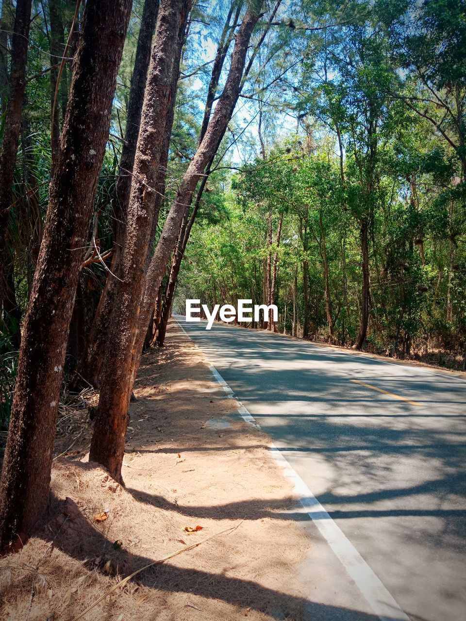 Road amidst trees in forest