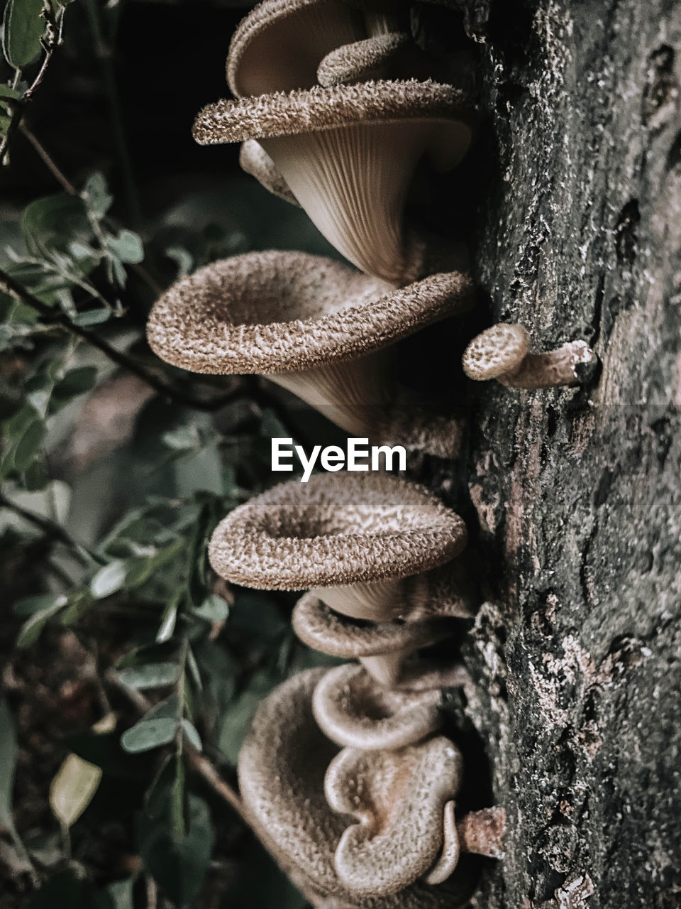 CLOSE-UP OF MUSHROOM GROWING ON TREE