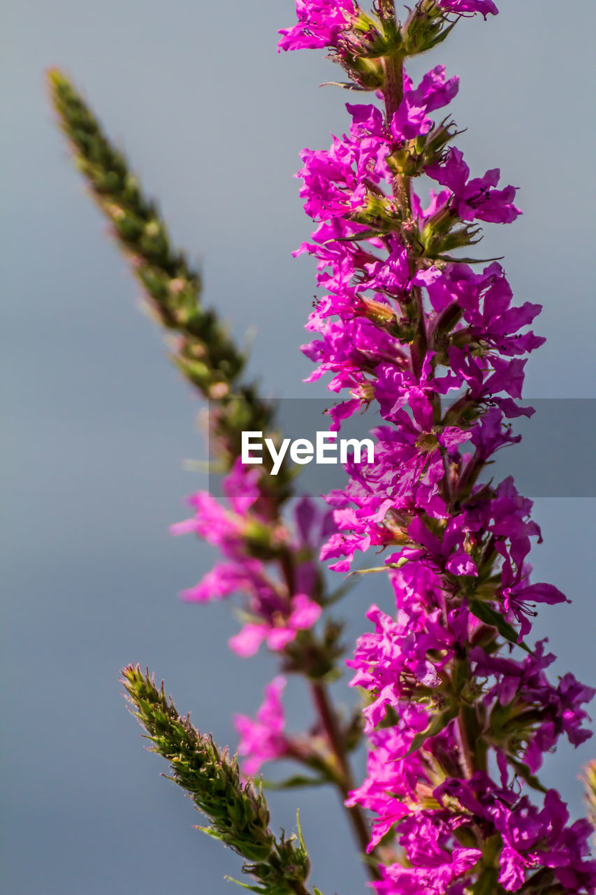 LOW ANGLE VIEW OF PURPLE FLOWERING PLANT AGAINST SKY