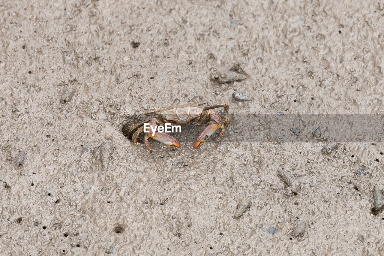 HIGH ANGLE VIEW OF A CRAB ON SAND