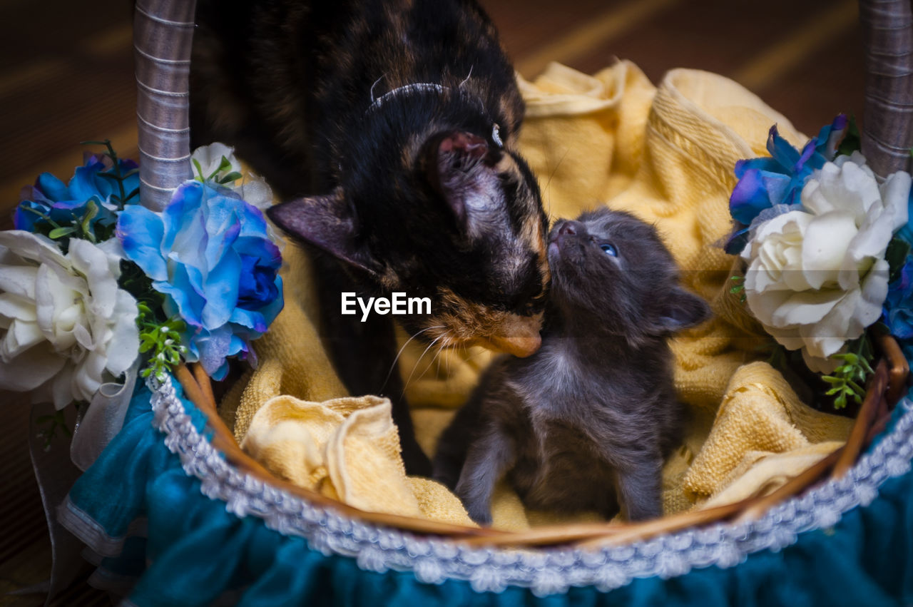 Close-up of cat with kitten in basket