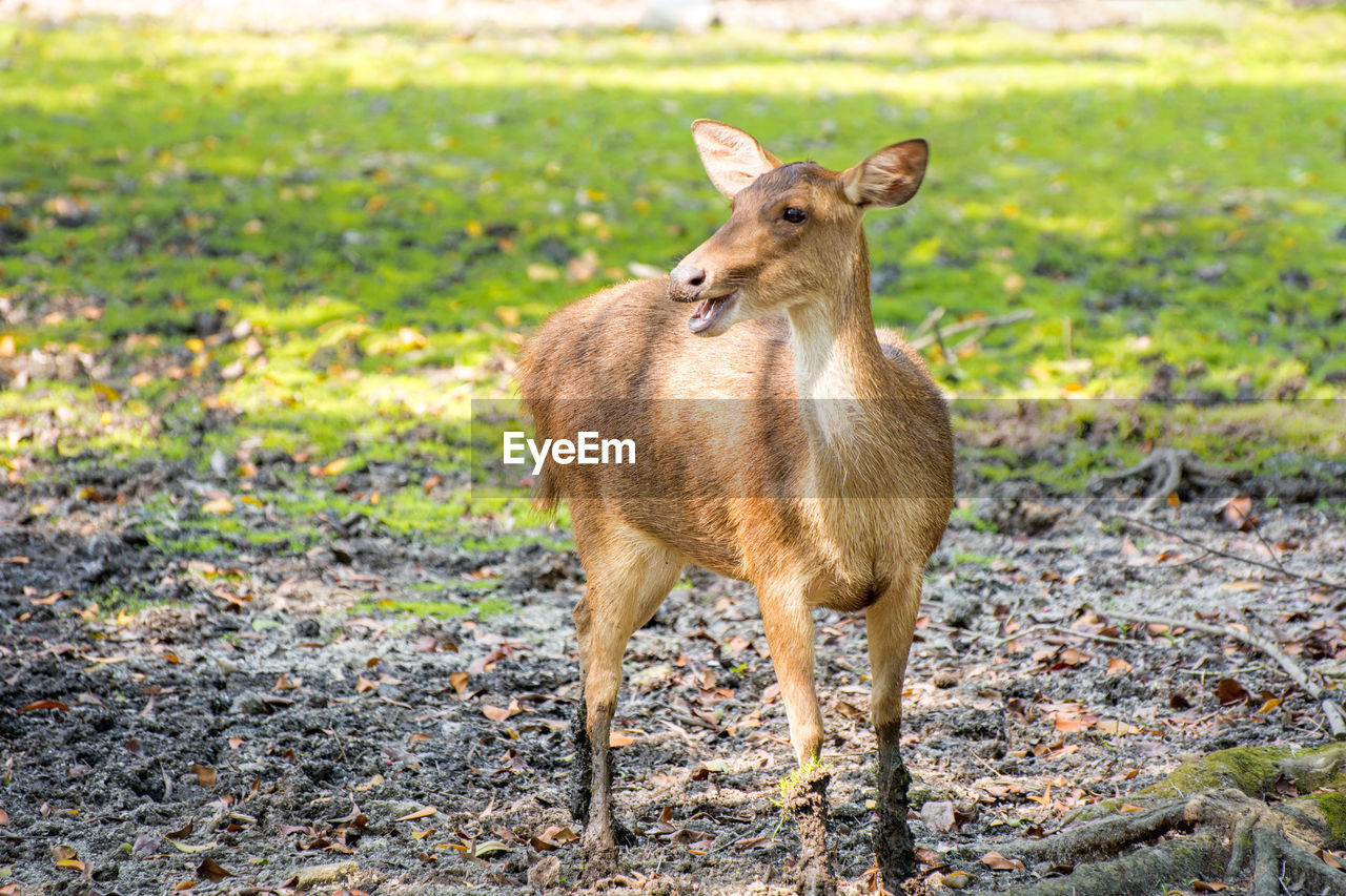 PORTRAIT OF DEER ON GRASS