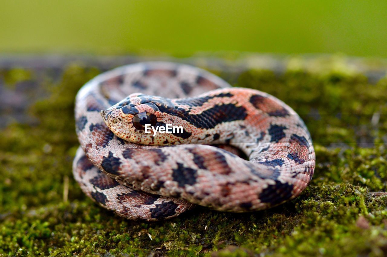 CLOSE-UP OF A REPTILE