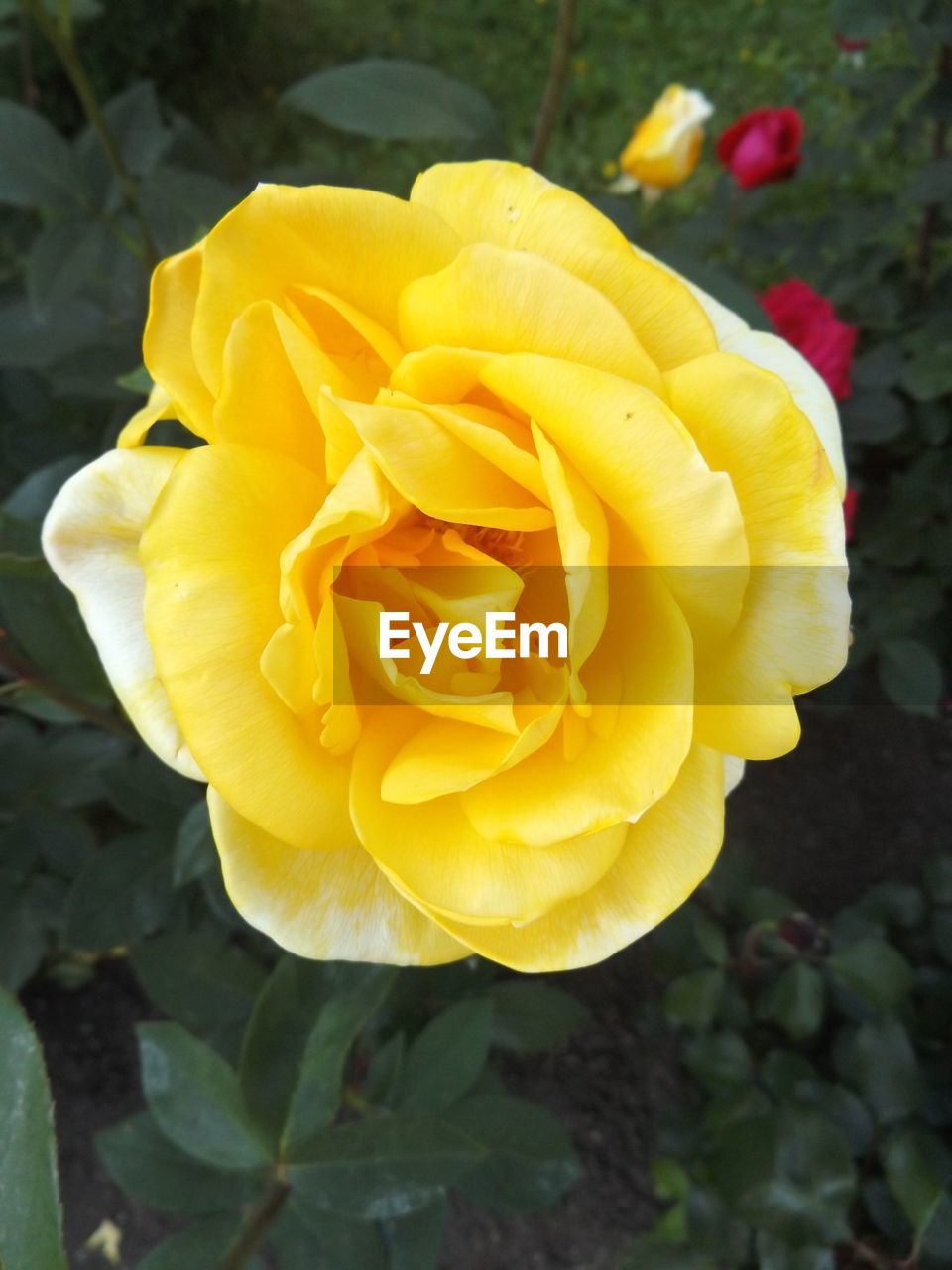 CLOSE-UP OF YELLOW ROSE BLOOMING OUTDOORS
