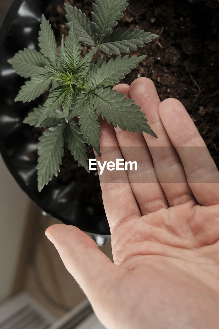 CLOSE-UP OF HAND HOLDING PLANT LEAVES