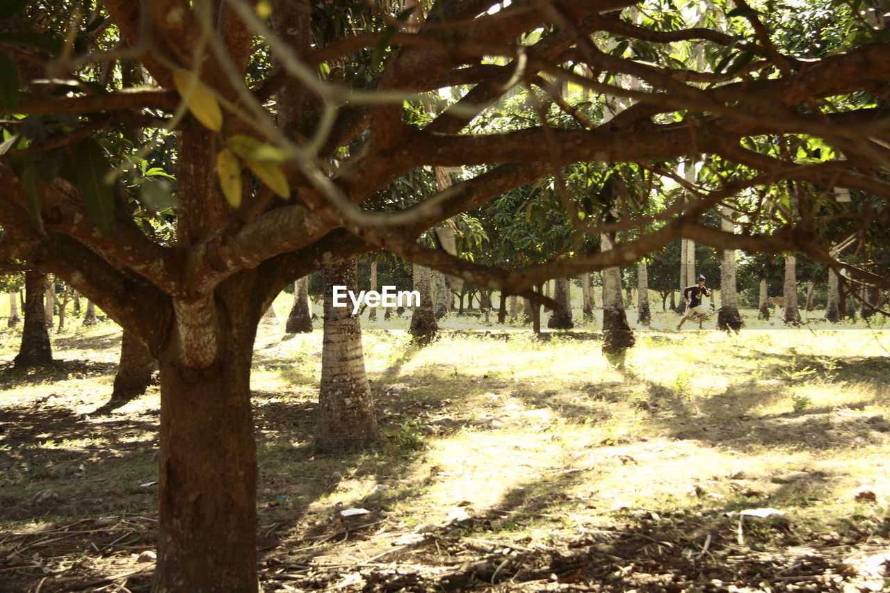 TREES IN THE FOREST