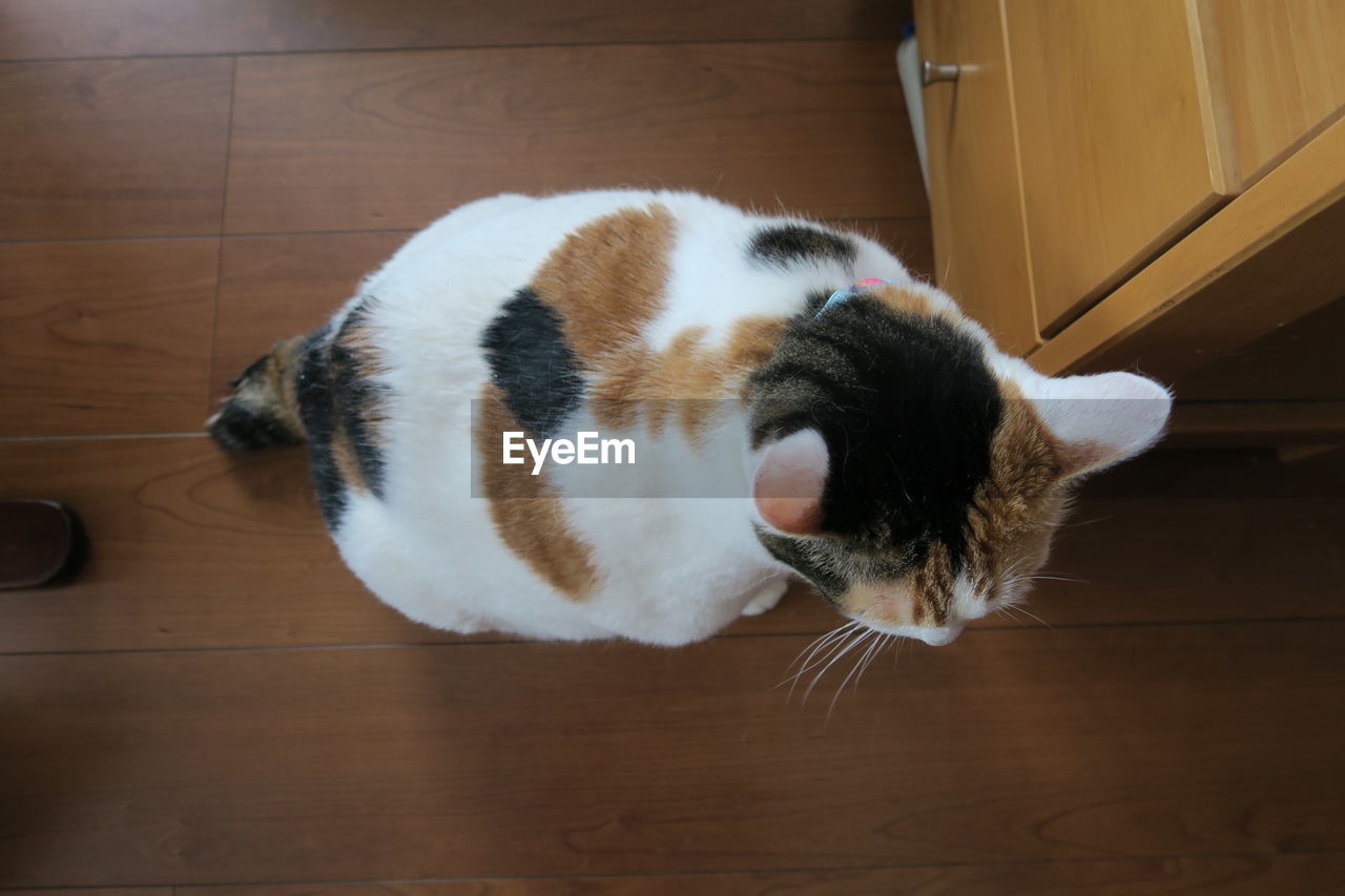 HIGH ANGLE VIEW OF A CAT LYING ON HARDWOOD FLOOR