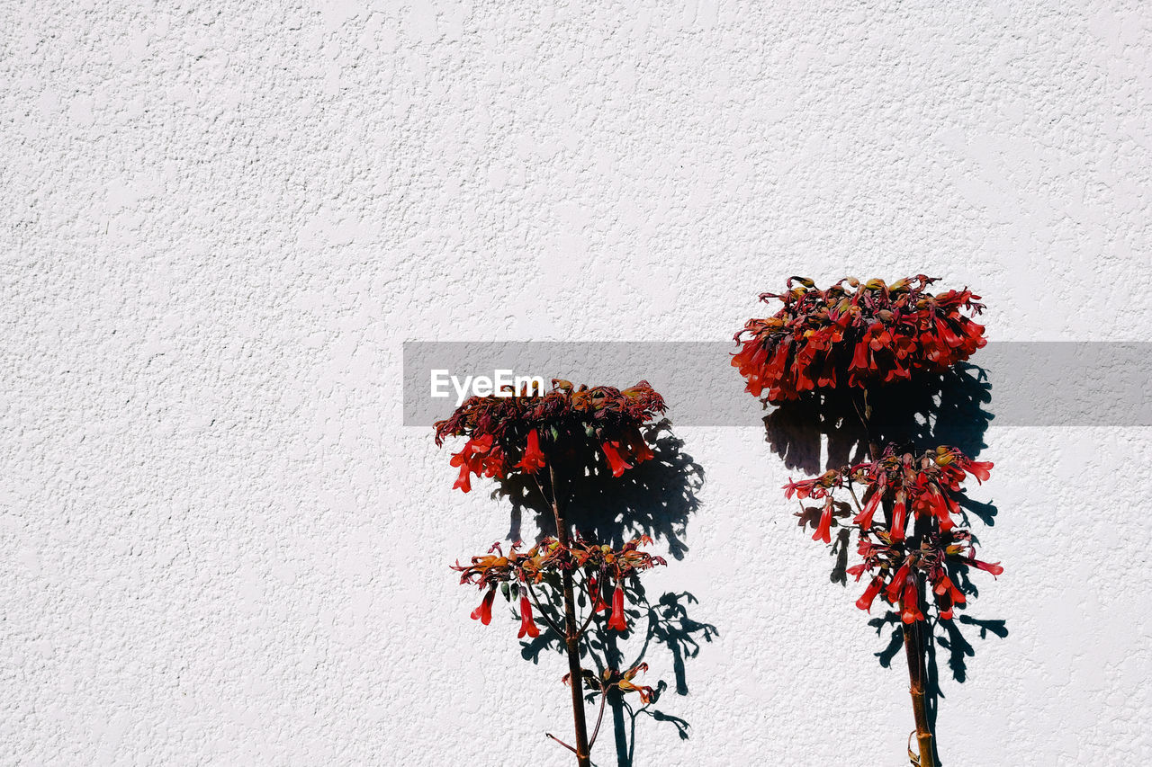 Close-up of red flowering plant against wall