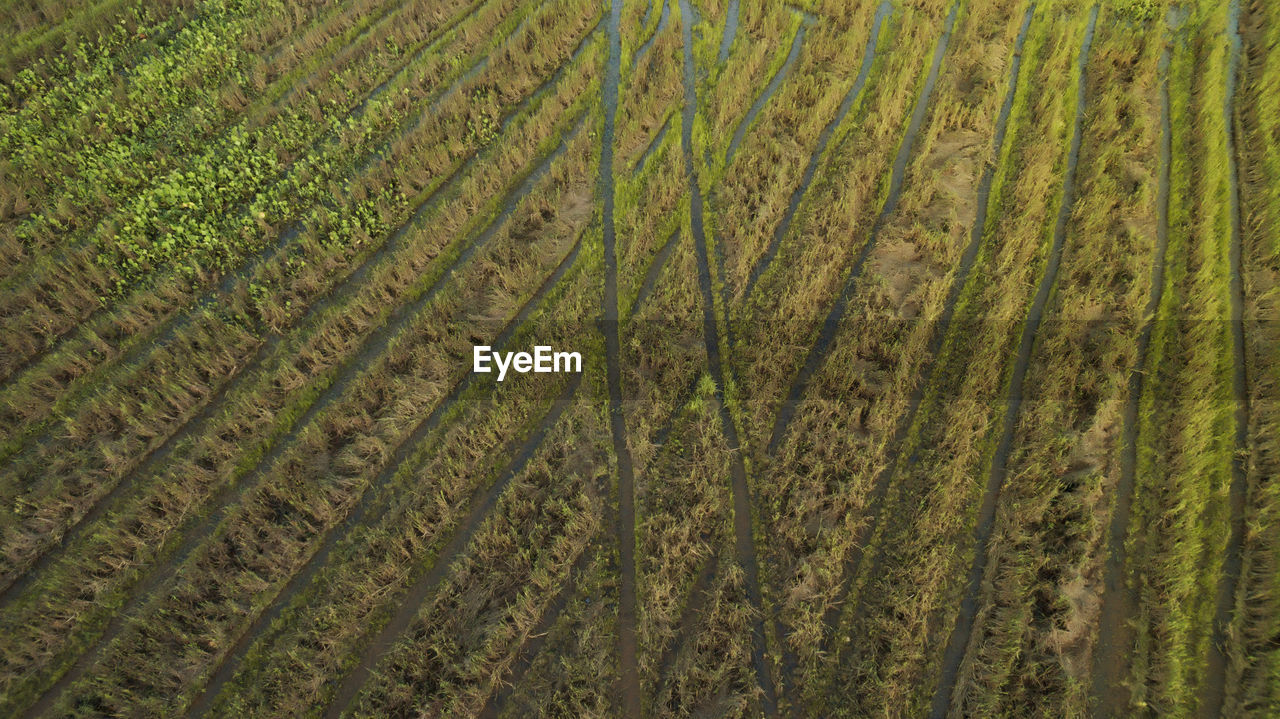 Full frame shot of crop field