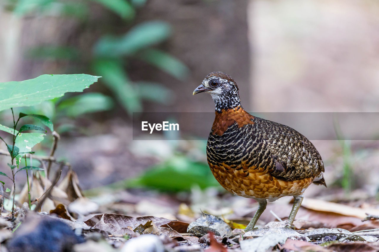 CLOSE-UP OF BIRD PERCHING ON A LAND