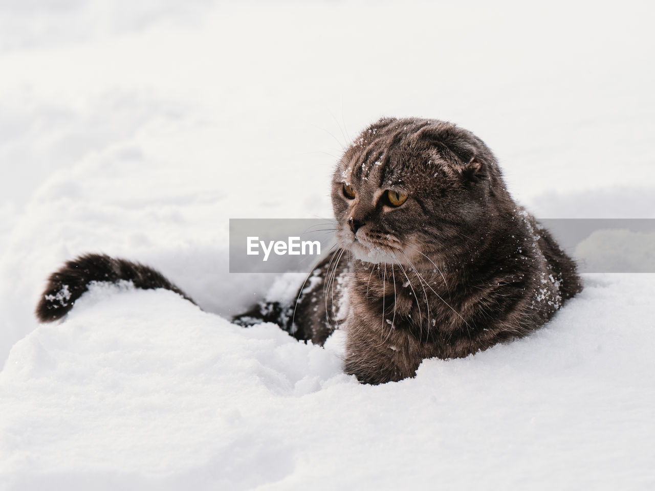 A cat at a snow covered field