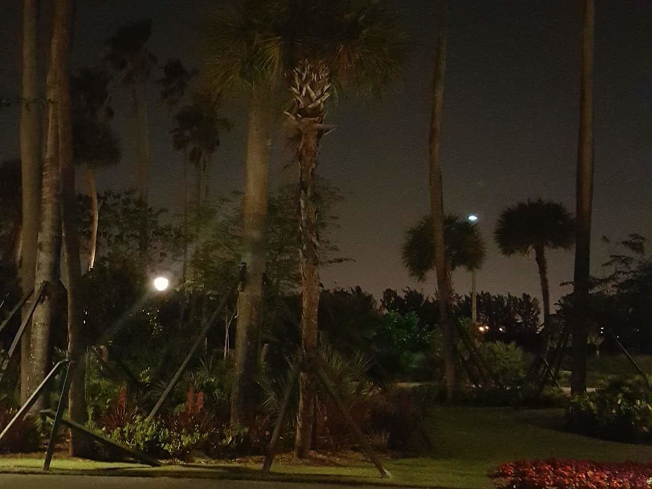 LOW ANGLE VIEW OF TREES AGAINST SKY