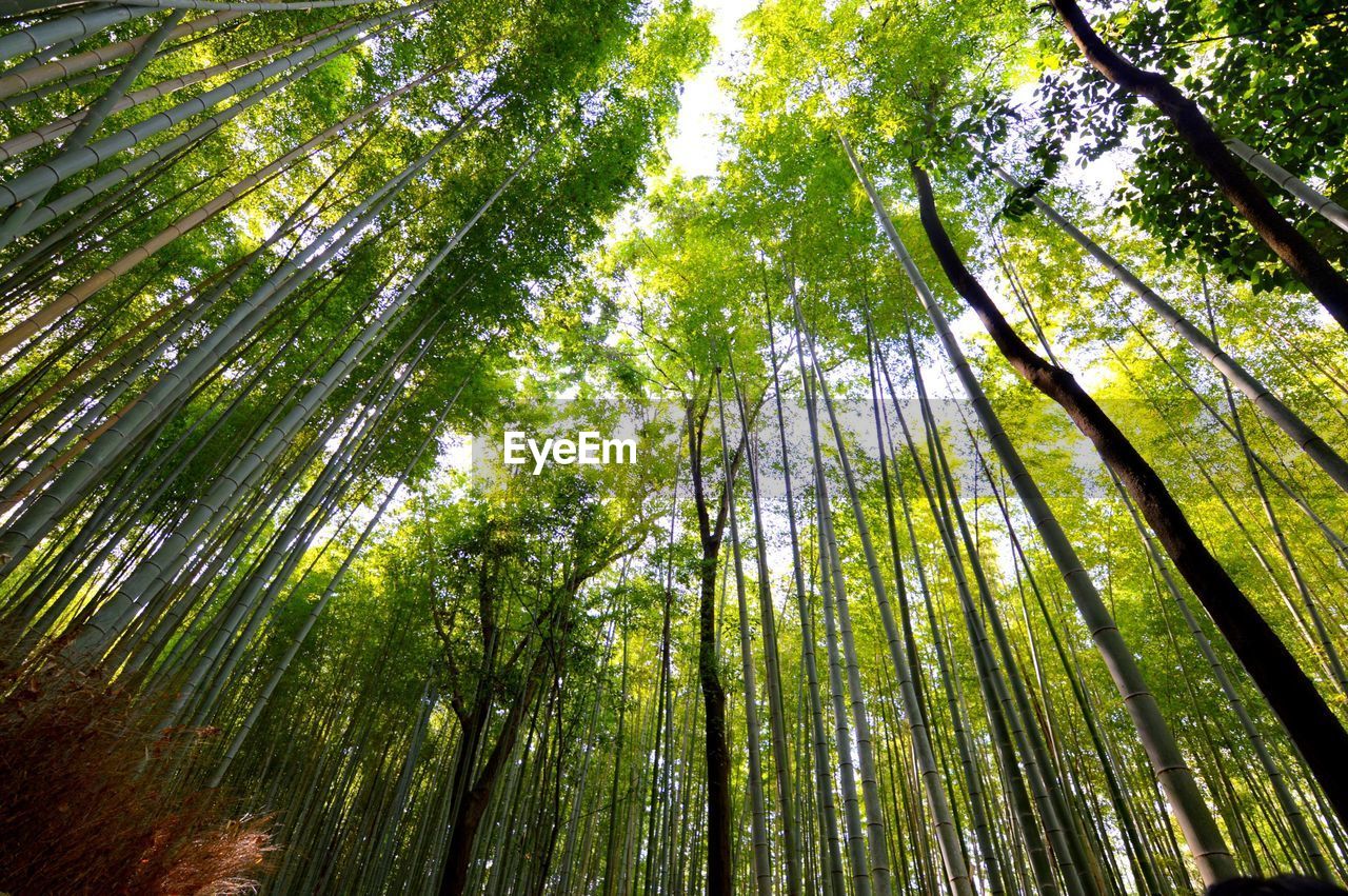 Low angle view of bamboo trees in forest