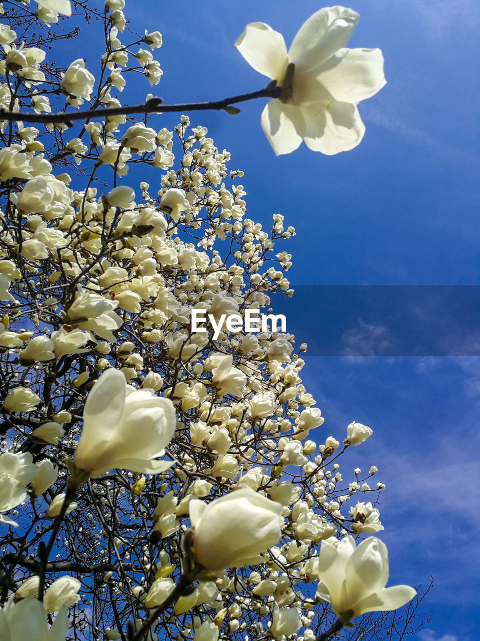 Low angle view of white flowering tree against blue sky