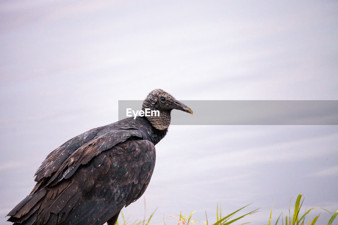 American black vulture coragyps atratus at the myakka river state park in sarasota, florida