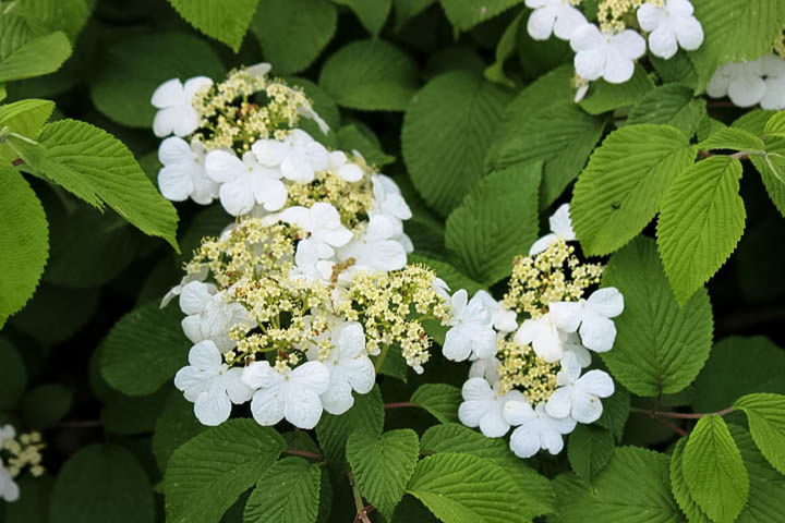 CLOSE-UP OF WHITE FLOWERS BLOOMING ON PLANT