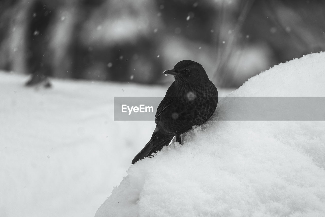 Monochrome picture of a blackbird in the snow.  the picture is taken in sweden.