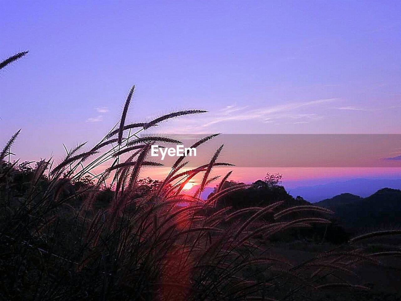 SILHOUETTE PLANTS ON LAND AGAINST SKY DURING SUNSET