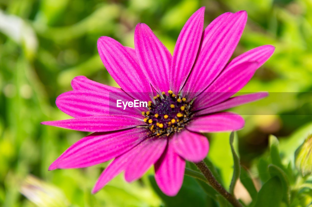 Close-up of pink flower