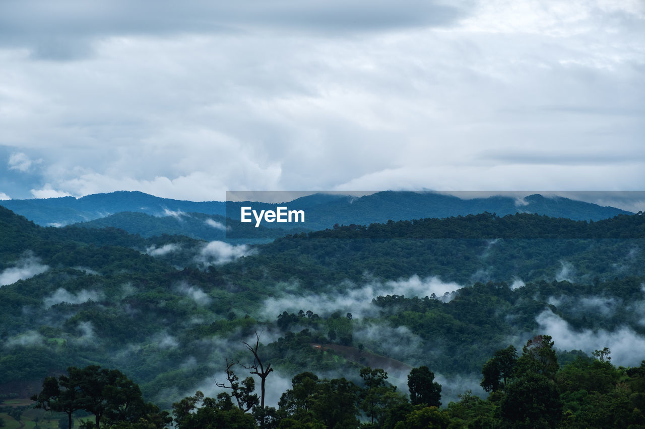 tree, mountain, nature, environment, cloud, sky, scenics - nature, plant, beauty in nature, landscape, mountain range, land, fog, forest, tranquility, no people, tranquil scene, outdoors, travel, morning, non-urban scene, travel destinations, wilderness, tourism, pine tree, day, pinaceae, idyllic, valley, coniferous tree, cloudscape, green