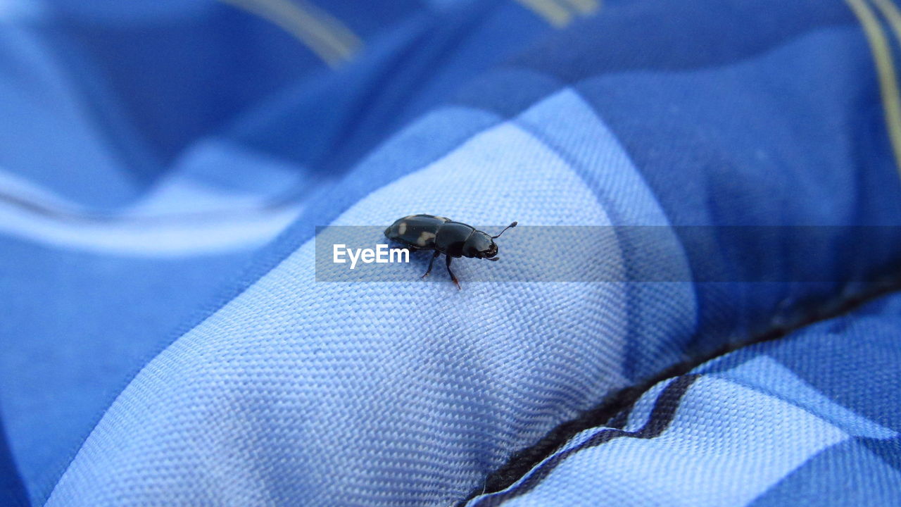 HIGH ANGLE VIEW OF AN INSECT ON BLUE BED